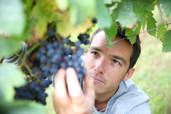 Vigneron A